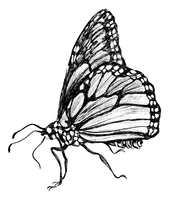 papillon
